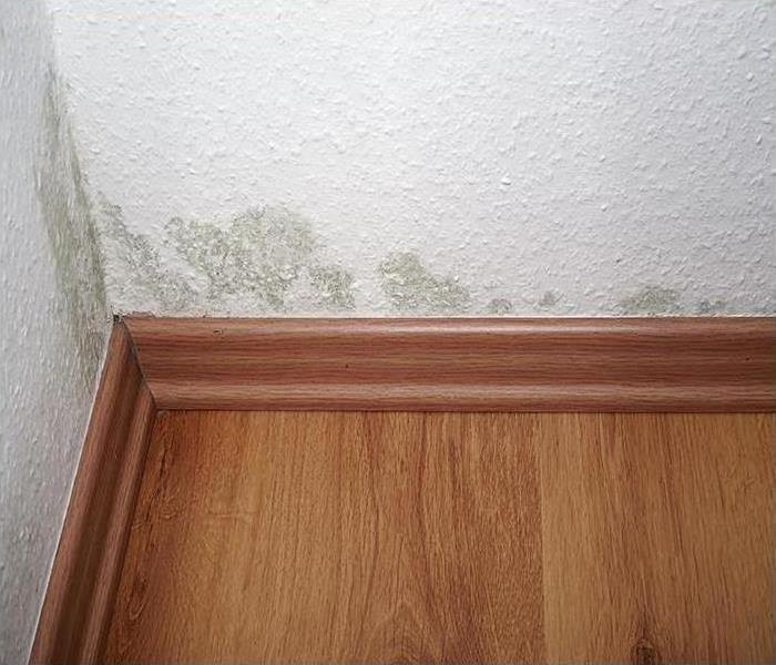 Mold damage on the corner of a white wall